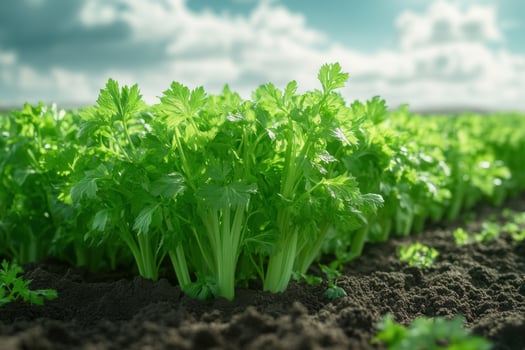 Green celery plants growing in the field photo