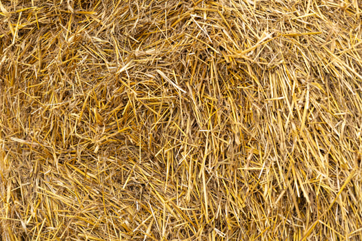 Close-up of a haystack with detailed golden straw texture. Natural dry grass, rural lifestyle, organic farming, livestock bedding and sustainable farming practices photo