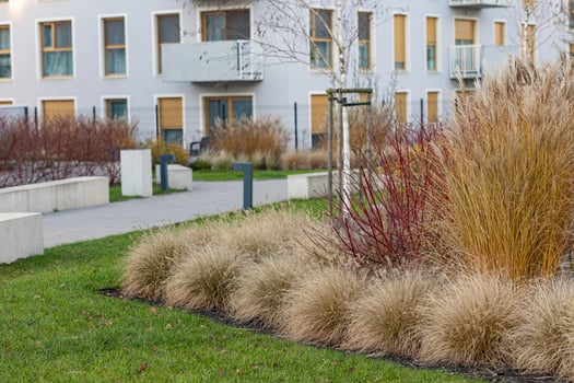 Beautiful urban landscaping in a modern residential courtyard with ornamental grasses, red branches and young trees on a green lawn. Sustainable gardening, urban nature and eco-friendly design photo