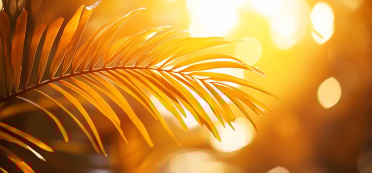 Golden palm frond backlit by sunlight. photo