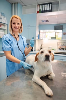Veterinary check-up with a cheerful dog in a clinic photo