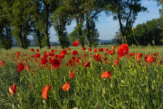 Vibrant red poppies blooming in a green field with tall trees and distant hills on a sunny day photo