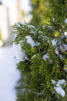Close-up of evergreen branches with patches of snow on a bright winter day. Concept of winter nature, seasonal beauty, and the quiet calm of evergreen plants in cold weather photo