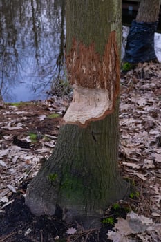 Tree trunk close-up showing signs of beaver damage near a river in autumnal forest. Concept of wildlife, nature, and animal activity photo