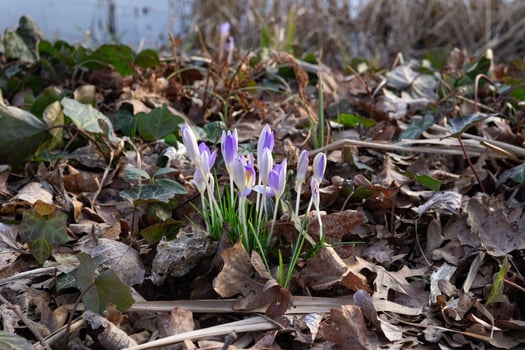 Purple crocus flowers emerging through dried leaves in early spring forest. Concept of nature awakening, seasonal change, and delicate beauty of wildflowers in a natural environment photo