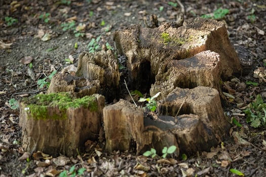 Old tree stump with moss and plants growing in a forest on a sunny day. Concept of nature's life cycle, decay, and woodland regeneration in a natural environment photo