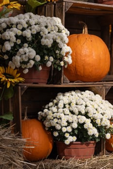 White chrysanthemums in flower pots with pumpkins in rustic autumn decor on a sunny day. Concept of fall harvest, seasonal decorations and festive celebration photo