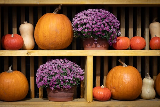 Vibrant autumn display with pumpkins and purple chrysanthemums in flower pots on wooden shelves under the warm sunlight. Concept of fall harvest, seasonal decoration, and festive atmosphere photo