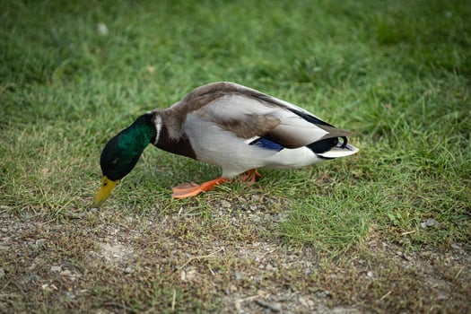 Male mallard duck with vibrant green head and colorful plumage foraging on grass in a park on a clear day. Concept of wildlife, nature, and animal behavior in outdoor settings photo