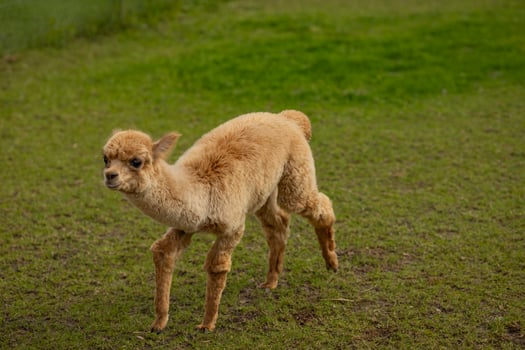 Cute baby alpaca standing on grass in a farm on a cloudy day, showcasing soft brown wool. Concept of alpaca farming, livestock and nature photo
