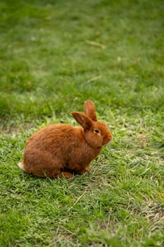 Cute brown rabbit sitting on green grass in the park on a sunny day. Concept of wildlife, nature, and adorable animal portrait photography photo