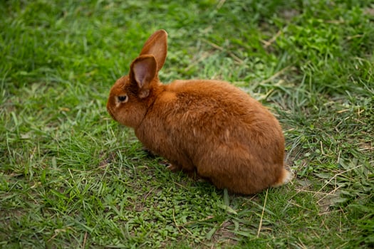 Cute brown rabbit sitting on green grass in a park on a calm day. Concept of wildlife, outdoor nature photography, and small animals in their natural habitat photo