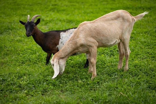 Two goats grazing on a lush green field on a peaceful day. Concept of farm life, rural animals, and sustainable agriculture in the countryside photo