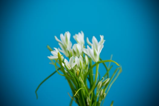 Bunch of spring snowdrops on a blue background. photo