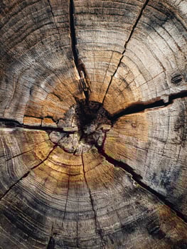 Cross-section of an aged tree trunk revealing its growth rings and natural cracks photo