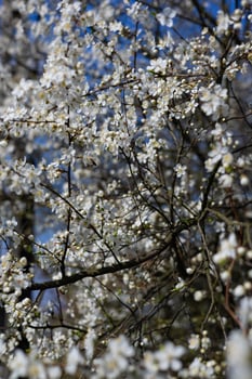 Close-up of blooming white cherry blossoms on tree branches in spring against a bright blue sky. Concept of seasonal renewal, natural beauty, and peaceful outdoor scenery photo
