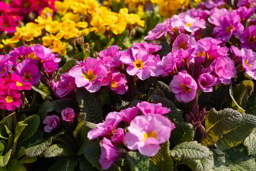 Vibrant bed of pink and yellow primroses blooming in spring garden under sunlight. Colorful garden design, springtime beauty, and natural floral arrangement photo