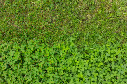 Top view of partially mown clover lawn in garden on sunny summer day. Concept of eco-friendly landscape design, natural vegetation and lawn care outdoors photo