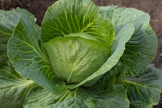 Close-up of fresh green cabbage growing in a garden. Concept of organic farming, home gardening and natural vegetation photo