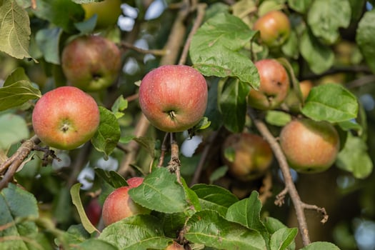 Close-up of ripe apples hanging on a tree branch with green leaves in an orchard on a sunny day. Concept of organic farming, fruit harvest, and natural food production photo