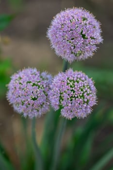 Close-up of blooming purple allium flowers in garden on a sunny day. Concept of nature, floral beauty, and outdoor gardening photo