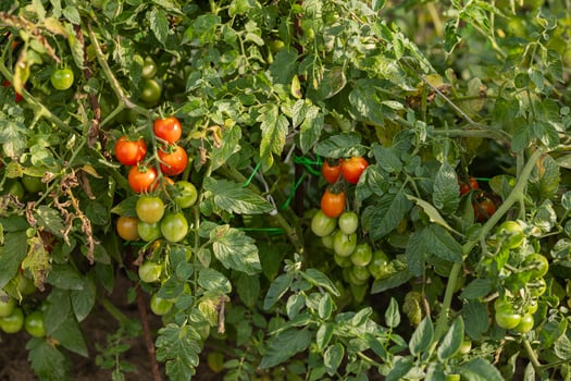 Ripe red and green tomatoes growing on a vine in a garden on a sunny day. Concept of organic farming, home gardening, and fresh vegetable harvest in natural environment photo