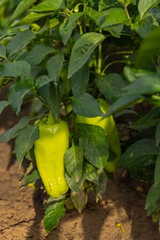 Fresh green bell peppers growing on a plant in a sunny garden. Concept of organic farming, healthy eating, and sustainable agriculture during the summer harvest season photo