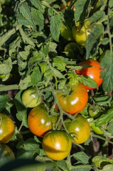 Ripening tomatoes on a vine in a sunny garden with lush green leaves. Concept of organic farming, home gardening, and fresh produce cultivation photo