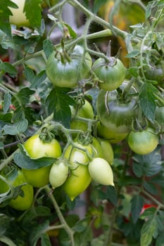Green tomatoes growing on a vine in a garden on a sunny day. Concept of organic farming, home gardening, and fresh produce photo
