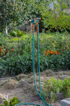 Garden irrigation system with two watering hoses and sprayers in a vegetable garden with fresh plants on a sunny day. Concept of home gardening, irrigation tools, and sustainable agriculture photo