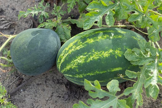 Green and dark green watermelons growing on the vine in a garden on a sunny day. Concept of organic gardening, natural agriculture, and homegrown summer fruits photo