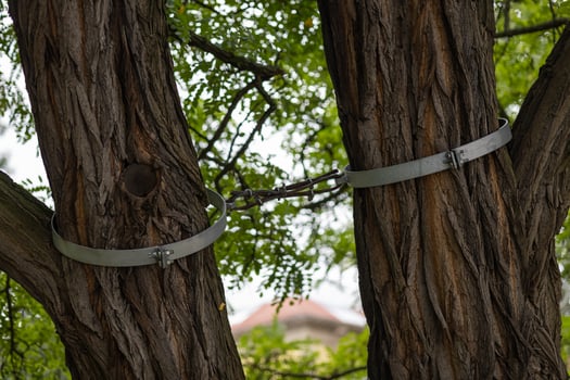 Metal supports connecting two trees in a park with green foliage. Concept of environmental preservation, tree protection, and urban landscaping photo