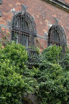 Historical brick building facade with iron window bars covered in ivy on a sunny autumn day. Concept of urban architecture, natural greenery, and heritage preservation photo