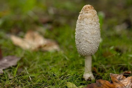 Close-up of a white shaggy ink cap mushroom growing on a forest floor surrounded by green grass and autumn leaves. Concept of wild mushrooms, forest ecosystems, and the beauty of nature in autumn photo