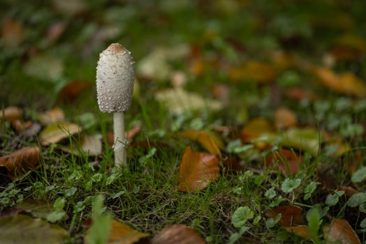 Close-up of a shaggy ink cap mushroom growing in a grassy field surrounded by fallen autumn leaves. Concept of natural ecosystem, forest fungi, and autumn season photo