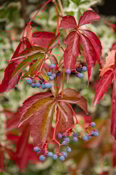 Close-up of vibrant red Virginia creeper leaves with dark blue berries on a sunny autumn day. Concept of seasonal changes, autumn foliage, and wild nature's beauty photo