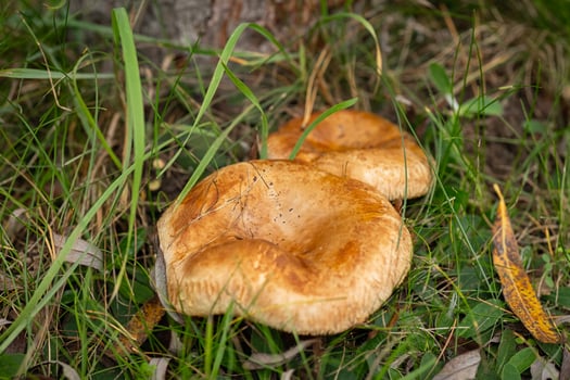 Two orange mushrooms growing in green grass in a forest on an autumn day. Concept of wild mushrooms, nature exploration and seasonal foraging in the woods photo