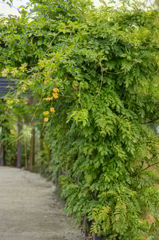 Lush green vine plants growing on a pergola in a park on a sunny day. Concept of natural beauty, greenery in urban spaces, and outdoor relaxation areas photo