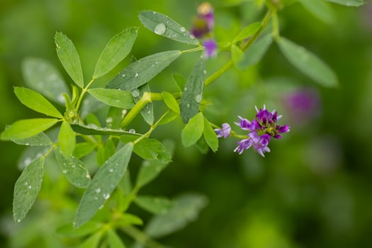 Close-up of green leaves and purple wildflower with dew drops on a vibrant morning. Concept of nature's freshness, botany and seasonal growth photo
