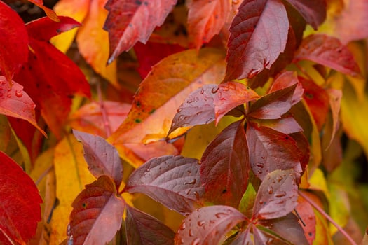 Colorful autumn leaves with raindrops on virginia creeper plant on a rainy day. Concept of seasonal change, vibrant fall foliage, and nature's beauty photo
