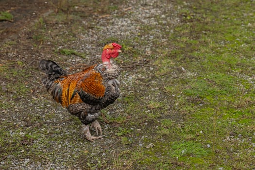 Colorful rooster walking on a grassy path in the countryside under bright sunlight. Concept of rural life, farm animals, and free-range poultry in nature photo