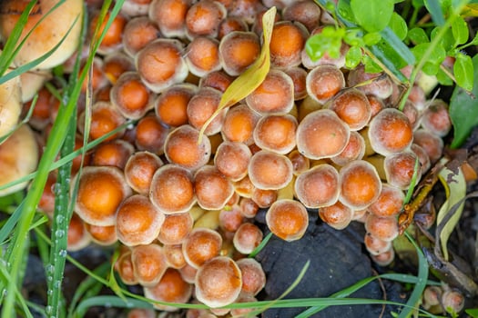 Close-up of cluster of small orange mushrooms growing among green grass and foliage in a forest during autumn. Concept of wild fungi, nature's growth, and forest ecosystems photo