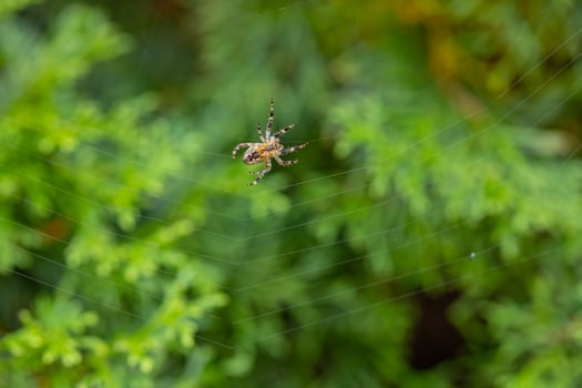 Close-up of a spider on its web against a blurred green forest background. Concept of nature's predators, web building, and spider behavior in natural habitats photo