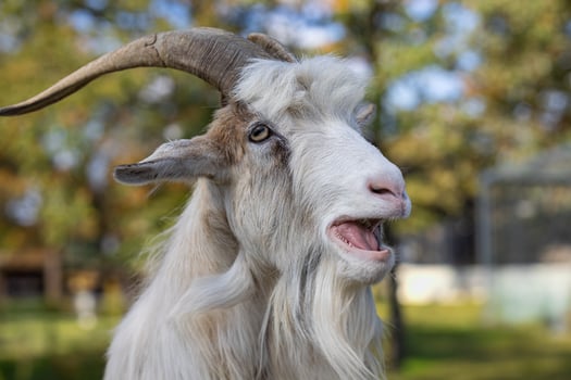 Close-up of a playful goat with open mouth and majestic horns in a sunlit autumn day. Concept of farm life, animal expression, and nature's charm photo