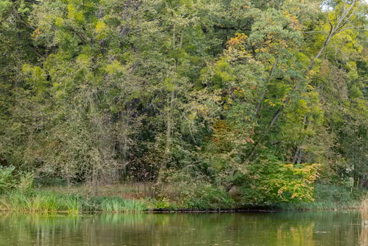 Lush green forest by the calm riverbank with reflections in water on a peaceful autumn day. Concept of serene nature, peaceful landscapes, and tranquil outdoor scenes photo