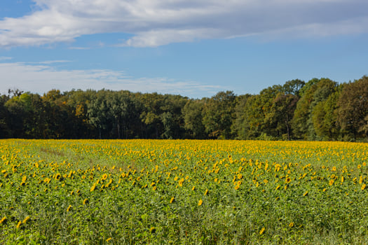 Vast field of sunflowers in full bloom under blue sky with forest background on a sunny day. Nature, agriculture and scenic landscapes photo