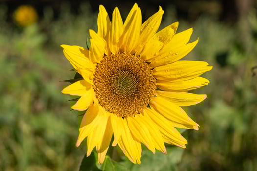 Bright yellow sunflower blooming in a sunny field with detailed petals and central disk in focus. Concept of summer beauty, nature, and the life cycle of plants photo