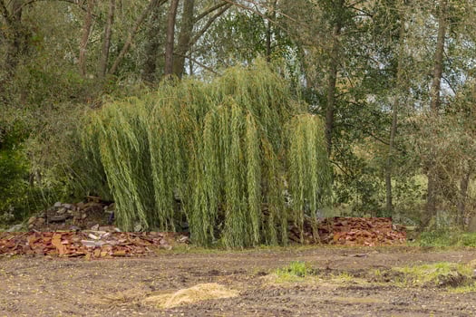 Willow tree in forest with pile of broken bricks on ground on cloudy day. Concept of nature, construction debris and environmental impact photo