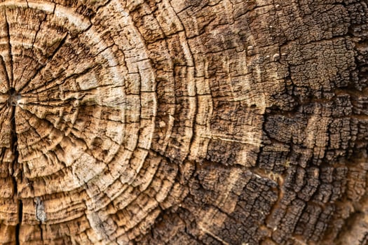 Close-up of tree trunk cross-section showing detailed annual rings and natural wood texture. Concept of nature, forestry, environmental study, and organic material growth patterns photo