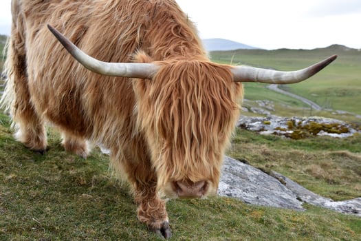 Fluffy Highland Cow Standing on Top a Hill photo